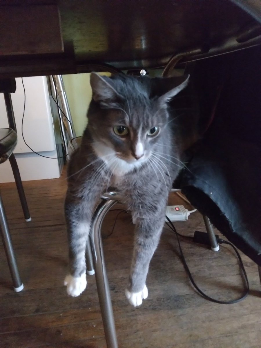 Boblyst's tweet photo. I am now an account for my cat Grayson, he's an absolute bastard https://t.co/GdTzA11G8r