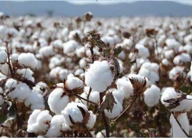 🔴القطن الليلة  ليلة  عيده ..يارب تبارك  وتزيده 

🔴 مليون و200 الف  قنطار  من القطن  تم بيعهم من بداي...