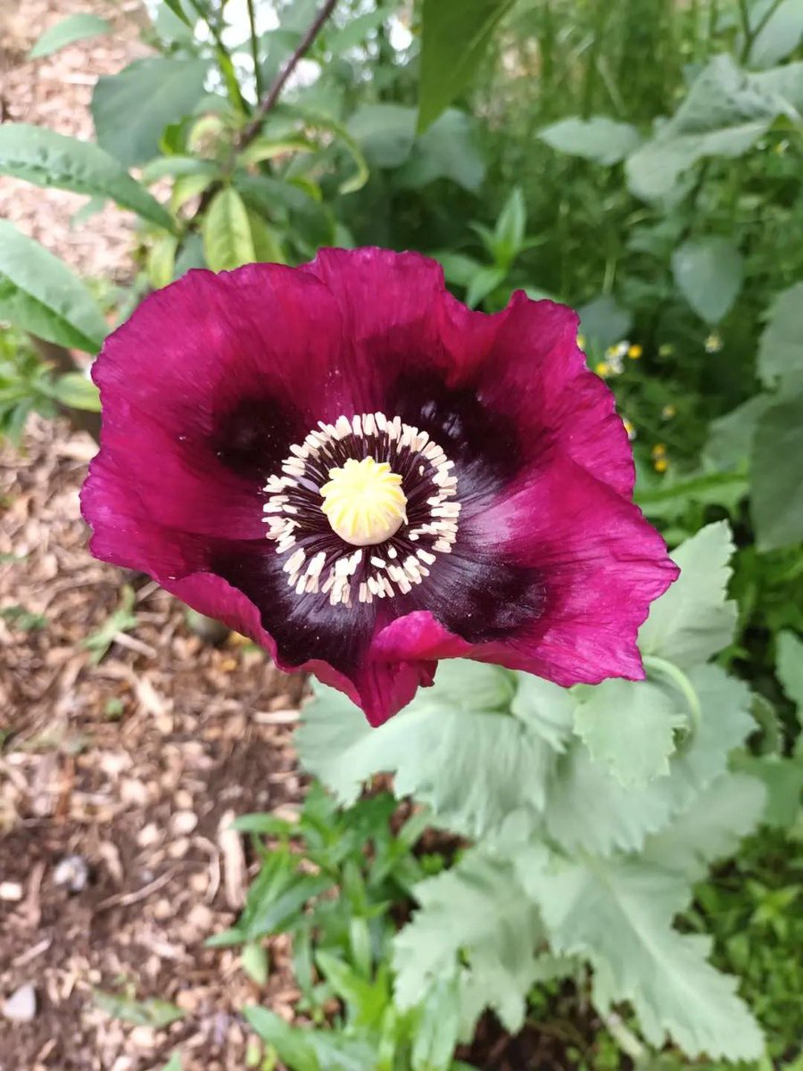 These popped up this year I have planted so many seeds I really have no idea what will show up but honestly I’m floored buy the beauty of these poppies #HomeGarden