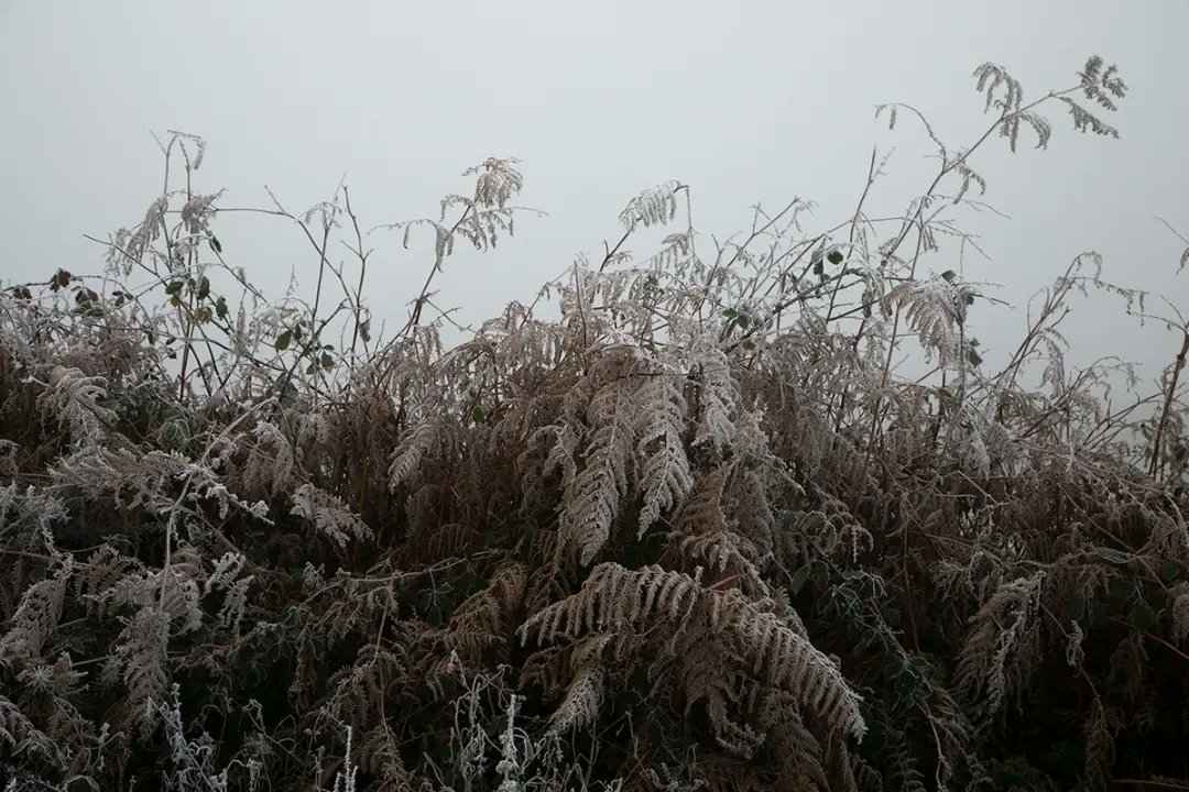 TrishPunch's tweet photo. Some images of the freezing fog and frost from yesterday. Can't believe it stayed like this all day, it was so beautiful.

#freezingfog #irishwinter https://t.co/c9ts0X51hJ