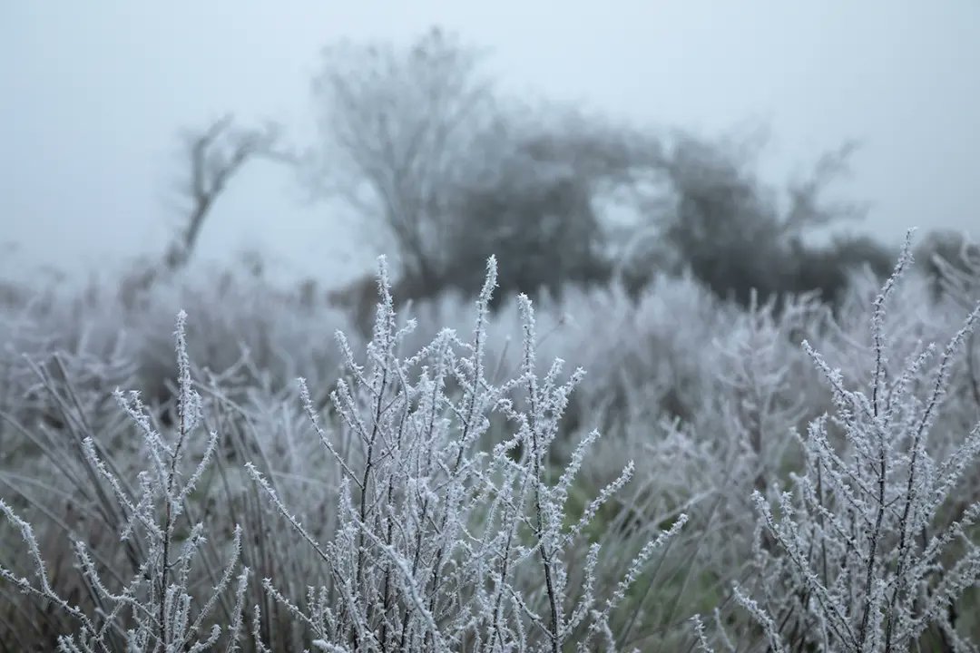 TrishPunch's tweet photo. Some images of the freezing fog and frost from yesterday. Can't believe it stayed like this all day, it was so beautiful.

#freezingfog #irishwinter https://t.co/c9ts0X51hJ