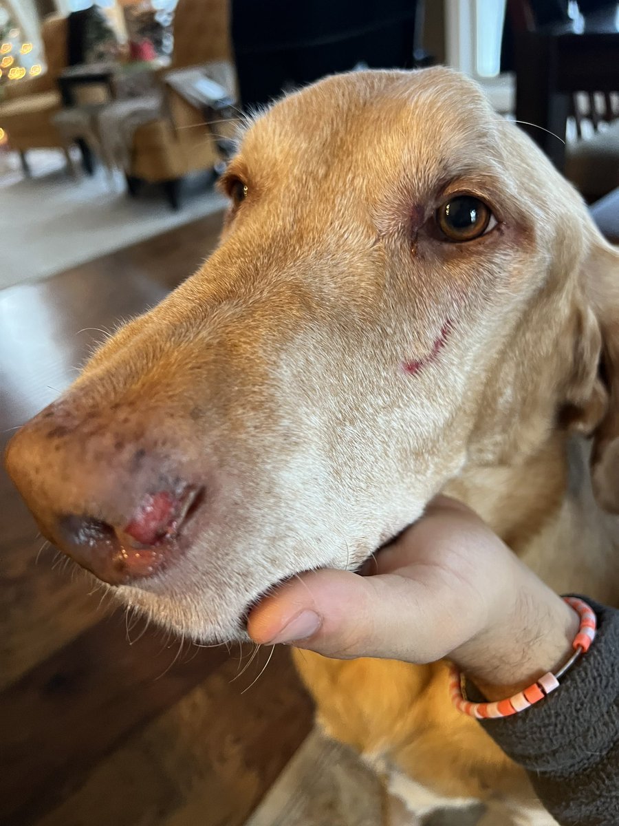 Arći (In memory of AZLAN🌈) tweet media