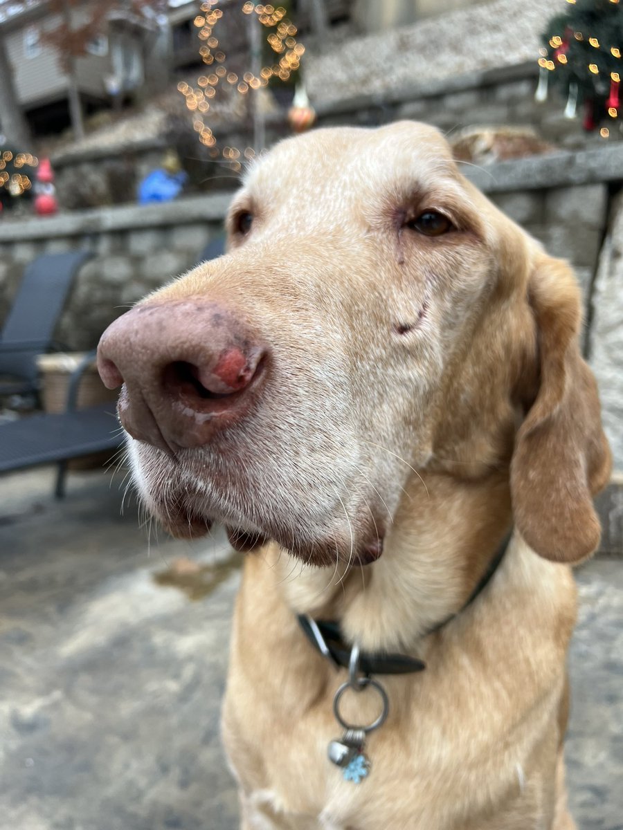 Arći (In memory of AZLAN🌈) tweet media