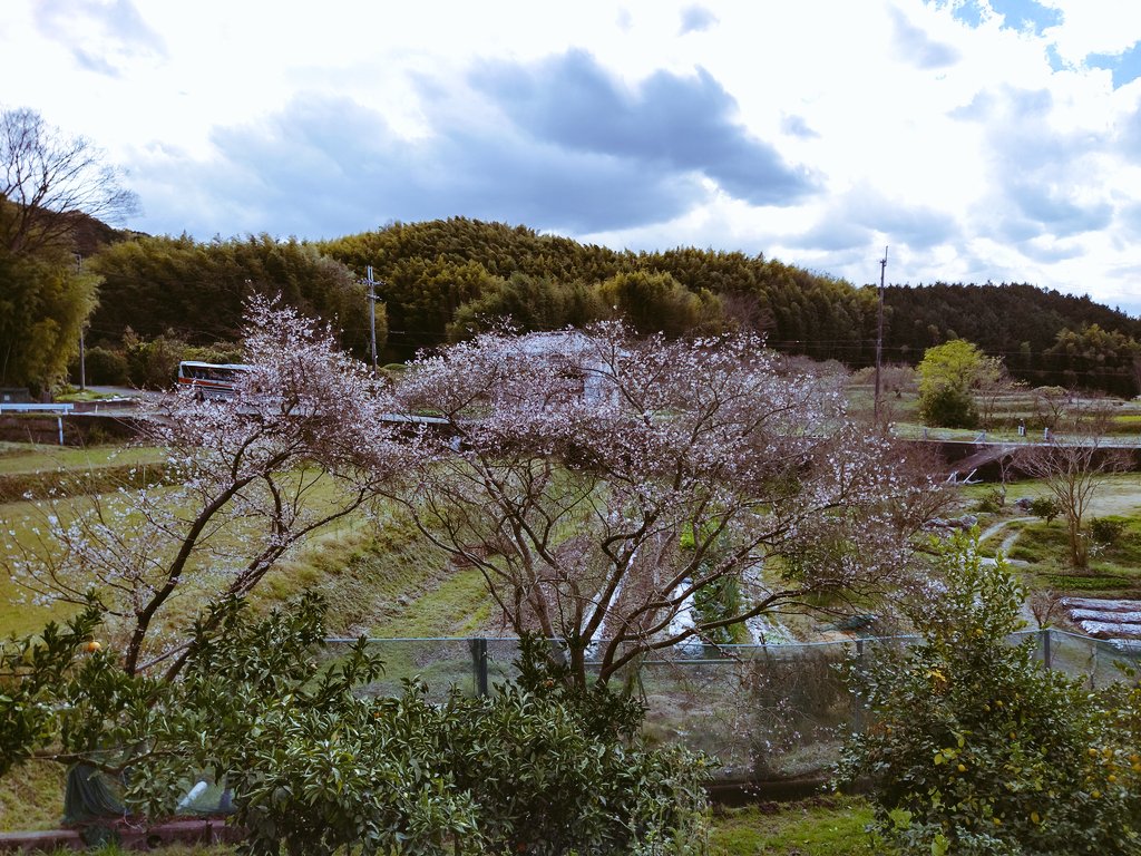 aitsuji2's tweet photo. Tenri tourism  farm.
Lucky to see sakura tree bloom in the winter. Kumquat fruit is very good.
#WFGT2022 https://t.co/i37Qis8zda