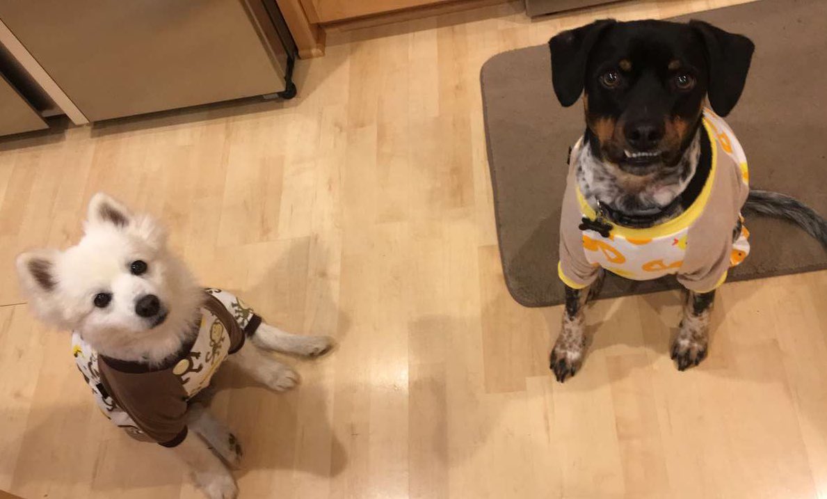 coopercoldious's tweet photo. @dog_rates Louie &amp; I will join your slumber party Zoey😘 https://t.co/0bcdsapszB