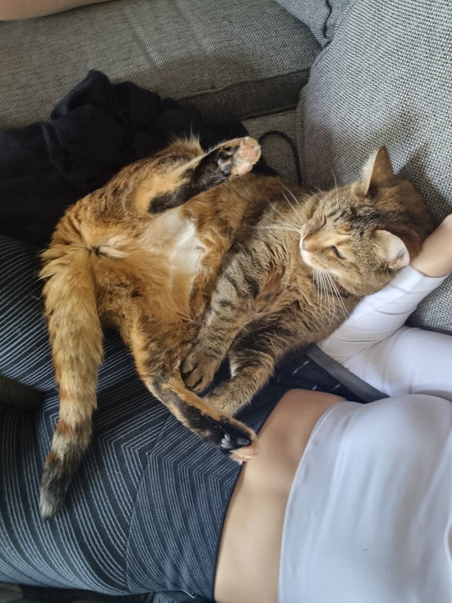 AliceNZ on Twitter: "@avafae_ This TV watching position https://t.co