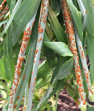 ✨NEW postdoc position to define functional characteristics of Sr2 resistance and explore use beyond wheat led by Dr Mago in our team✨ jobs.csiro.au (job #90604, only for Aus/NZ Citizens/Perm or temp residents)⏳Don't miss the opportunity to join <a href="/CSIRO/">CSIRO</a> 💙