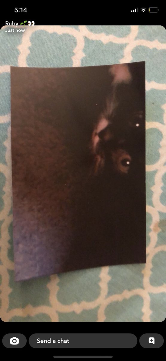 WobbleKook's tweet photo. NEW BABY OOGIE PHOTOS WERE FOUND!!!!! look at how TINY she was omg https://t.co/je08knvsOq