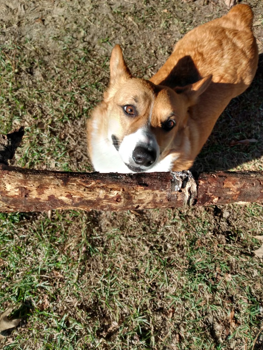 SJPoetryCorner's tweet photo. Wesley loves playing in the backyard.
#CorgiCrew #CorgiMom #Corgi https://t.co/pzSbzCeHMV