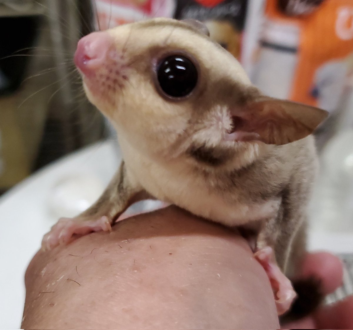 Junglek63210738's tweet photo. ジャングル・キング東京店は
フクロモモンガに特化した
専門店舗になります。
飼育・フード・ブリード・遺伝子
その他、アフターフォローを確りとさせて頂きます👍️

愛玩動物としても認知度が高まり
人に寄り添える動物です。

小動物の中でも寿命も１０年ほどと
長く付き合える可愛らしい仲間です。 https://t.co/ra9iGBEAPC