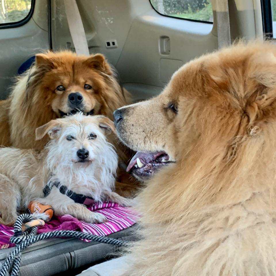 StephenDenner6's tweet photo. @tlmcvay @UnshelledGravy @Goose_Driptych Lucy top left, Lili bottom left and Chewy (RIP 8/22) #GooseDogs https://t.co/0jOKgBI8vm