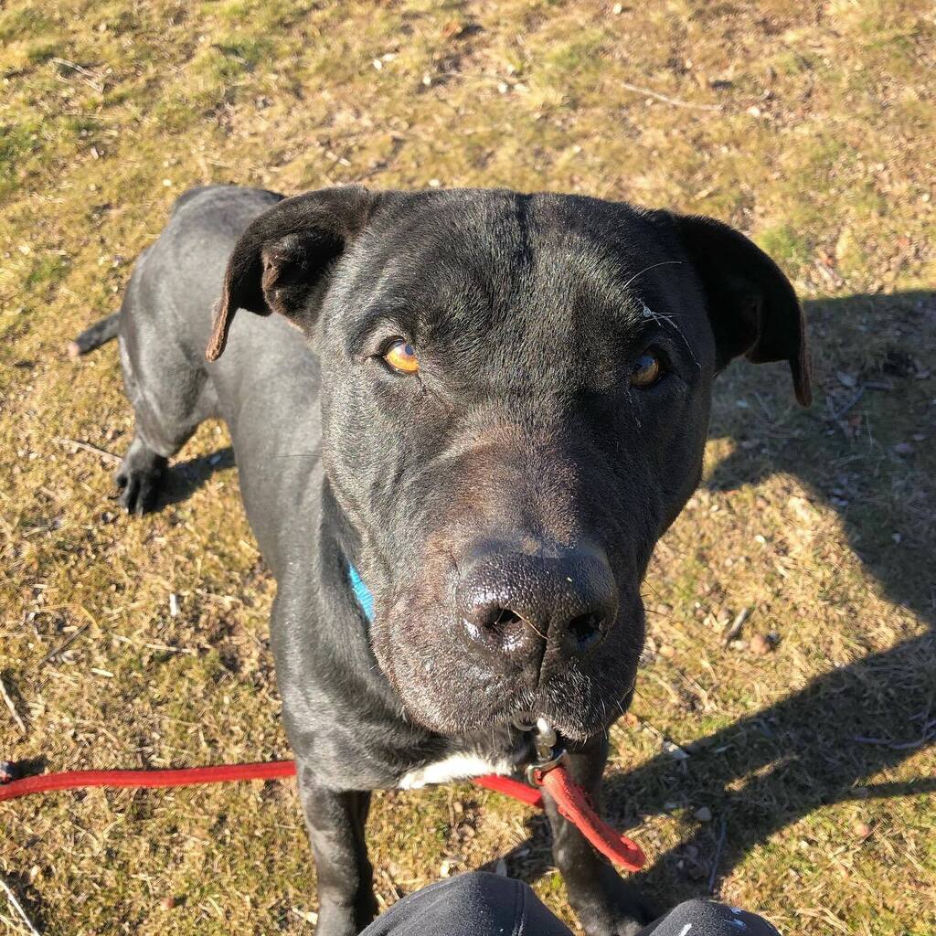 fotnhas's tweet photo. Adoptable Diesel is a sweet and handsome #blacklabmix. He enjoys playing fetch with tennis balls and getting pets. #Diesel is five years old. #adoptme #dieselthedog #newhavenanimalshelter #adoptablackdog #blackdogsofinstagram #newhaveninsta https://t.co/d3SQKJbizn https://t.co/ZOQoqEDRPQ