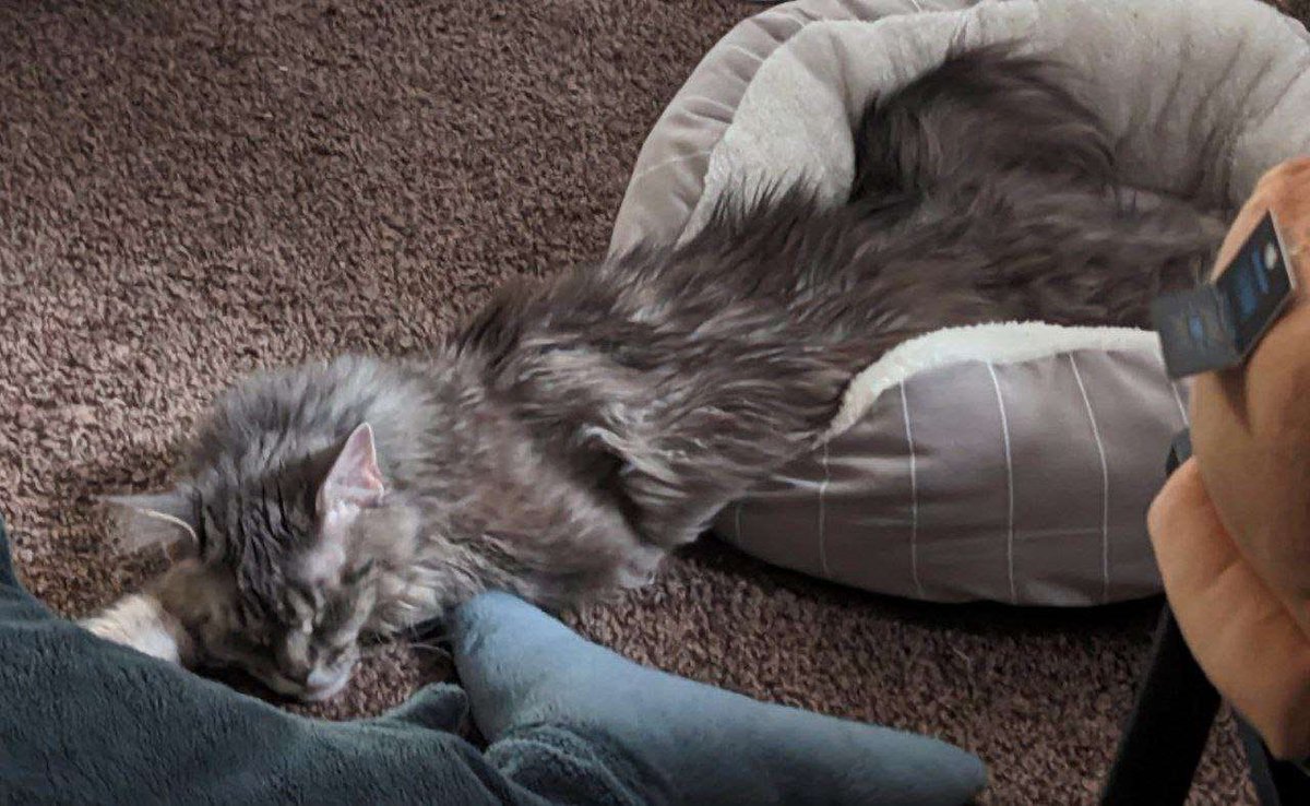kitr_cat's tweet photo. this sleep https://t.co/XF4YjkFuTl