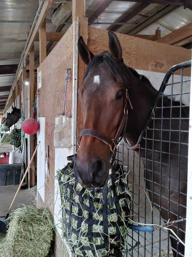 livipitch22's tweet photo. The Early Entries are out @parxracing for this guy, with Mr. #1000 @Ruben__Silvera piloting! Can’t wait to see Must Be Love 1st off the claim for @ThePewterStable ! #greatcombo @PTHA17 https://t.co/QZdIsWItnL