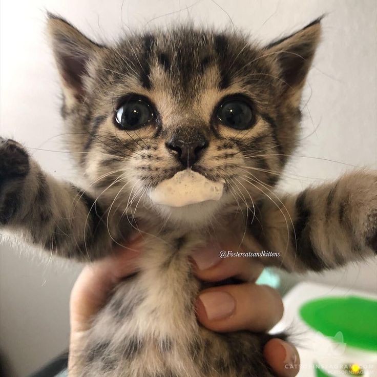 SapinLindin's tweet photo. Não é sapo mas é cat🐱 https://t.co/gJJcAFGGEJ