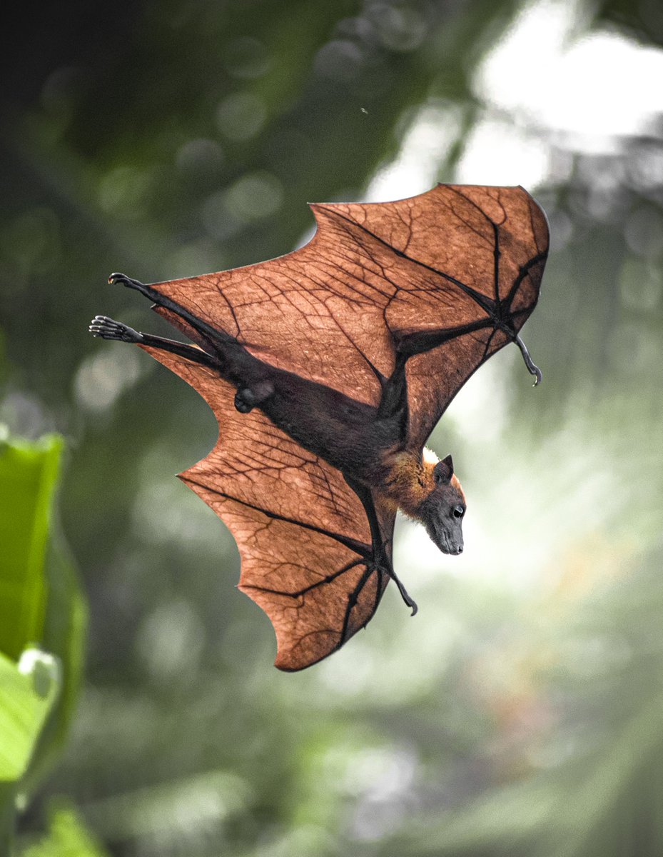 AnimalPlanet's tweet photo. Ghoulishly defying laws of gravity! 🦇

Flying foxes are one of the biggest bat species. These herbivores live mostly off of fruit and flowers. 

📸 + 💭: Suju Gasim https://t.co/LfmfNIL6UX