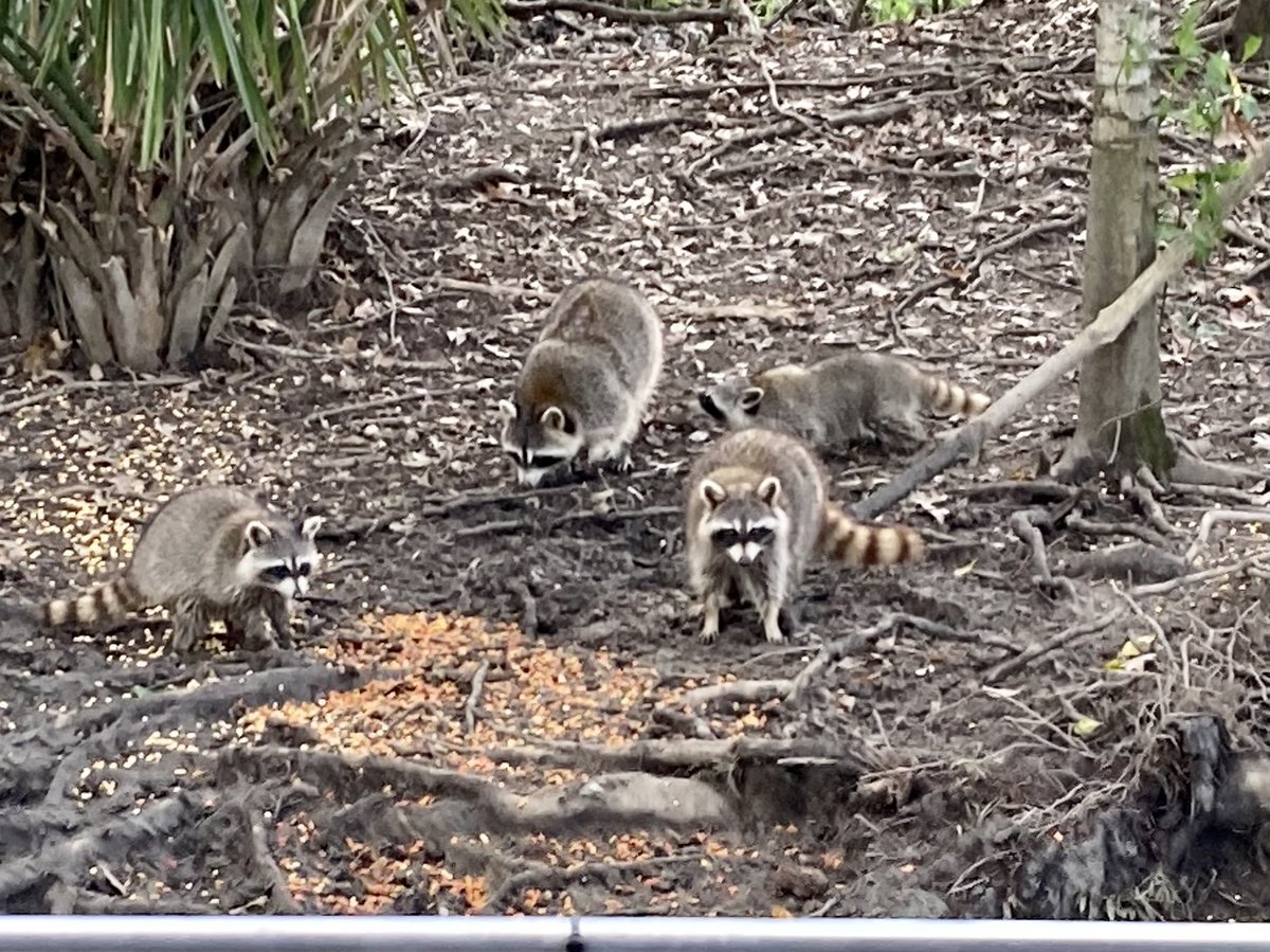 LiveALittleTrav's tweet photo. Swamp tour. Lots of gators, raccoons, wild hogs, and tall stories. It was fun and interesting. @American_Cruise #americansymphony #nexionpc2022 https://t.co/thgByd2LKK