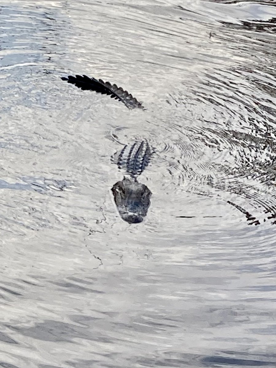 LiveALittleTrav's tweet photo. Swamp tour. Lots of gators, raccoons, wild hogs, and tall stories. It was fun and interesting. @American_Cruise #americansymphony #nexionpc2022 https://t.co/thgByd2LKK