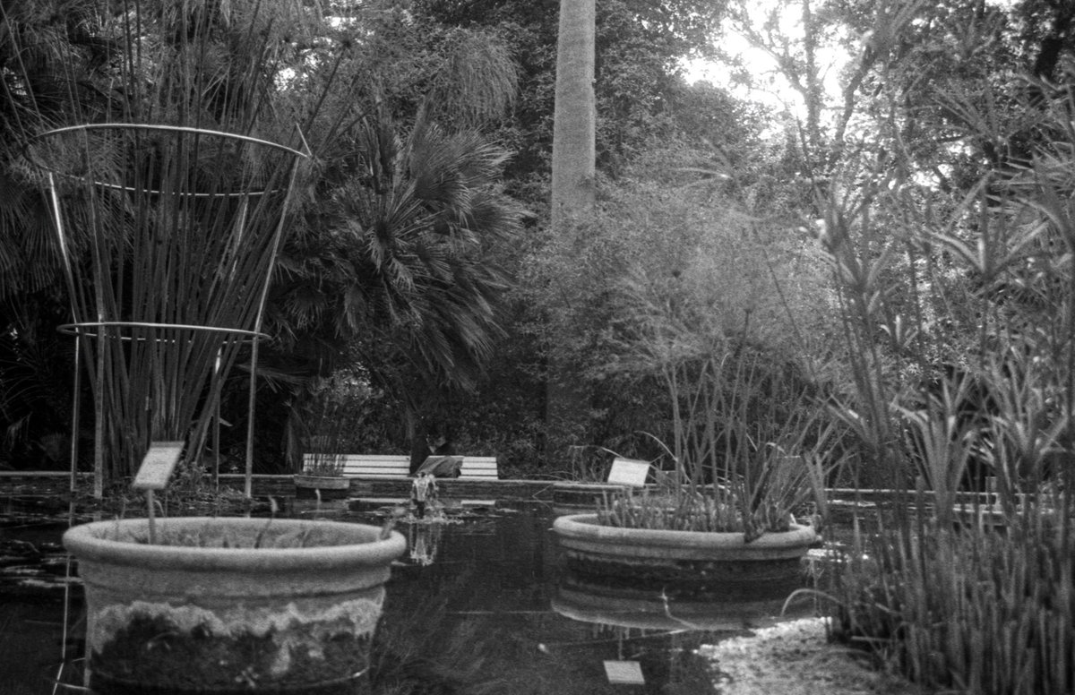gotelofoba's tweet photo. Analógicas del botánico 🍃🌱 https://t.co/UXEOER5egg