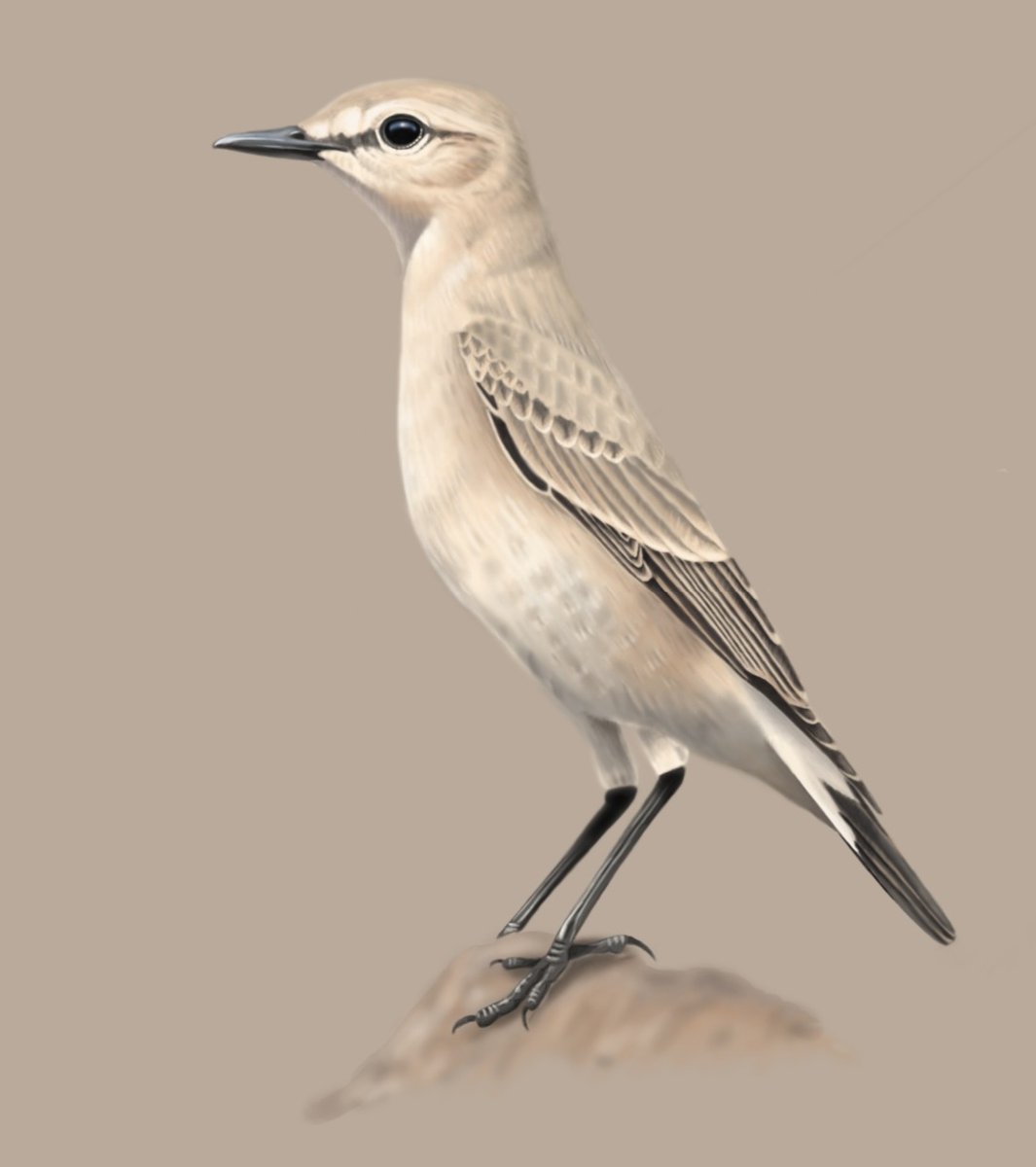 Isabelline Wheatear
the days are getting short, more time for painting..