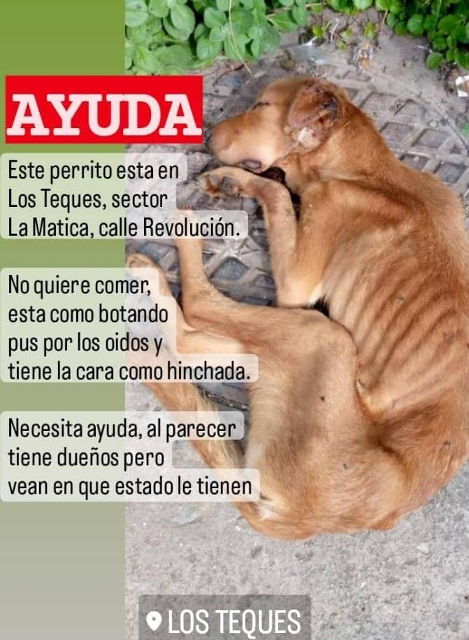 PerroUsuario's tweet photo. Reporta  @maritesotelo:  #RtUrgente
Este perrito no quiere comer, esta botando pus por los oídos, tiene la cara hinchada.
#LosTeques, sector La Matica, calle Revolución.
Sin ☎️
se hace llamado #URGENTE a los RESCATISTAS DE LOS TEQUES.
. https://t.co/BQowZxgFI6