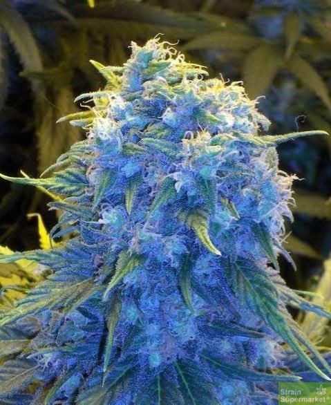 What would you name this strain?😍💙
