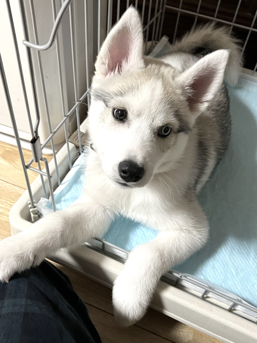甘えん坊のハスキー犬 たまらんが カッコいい でも甘えん坊のアシㇼちゃんが今snsで話題に Appbank