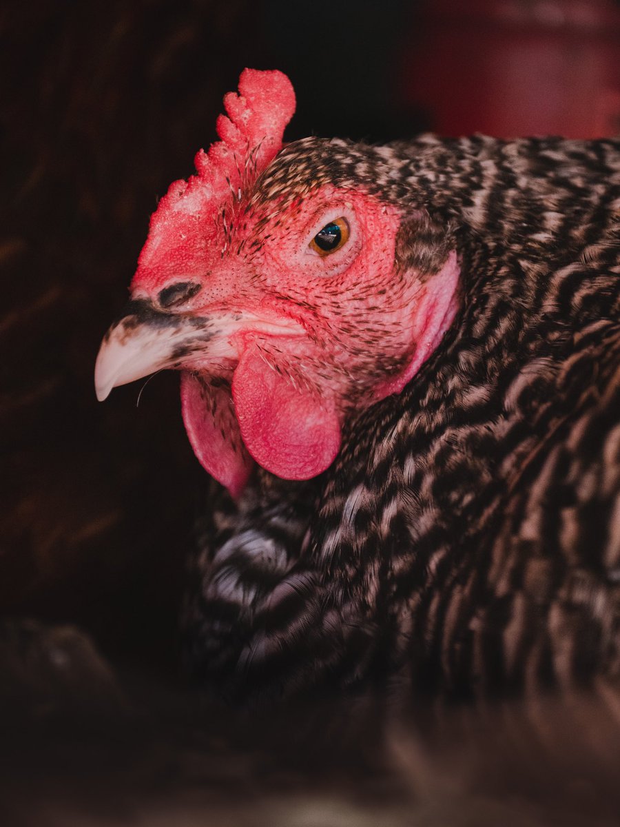 FarmerSpence (@farmer_spence) / Twitter FarmerSpence (@farmer_spence) / Twitter