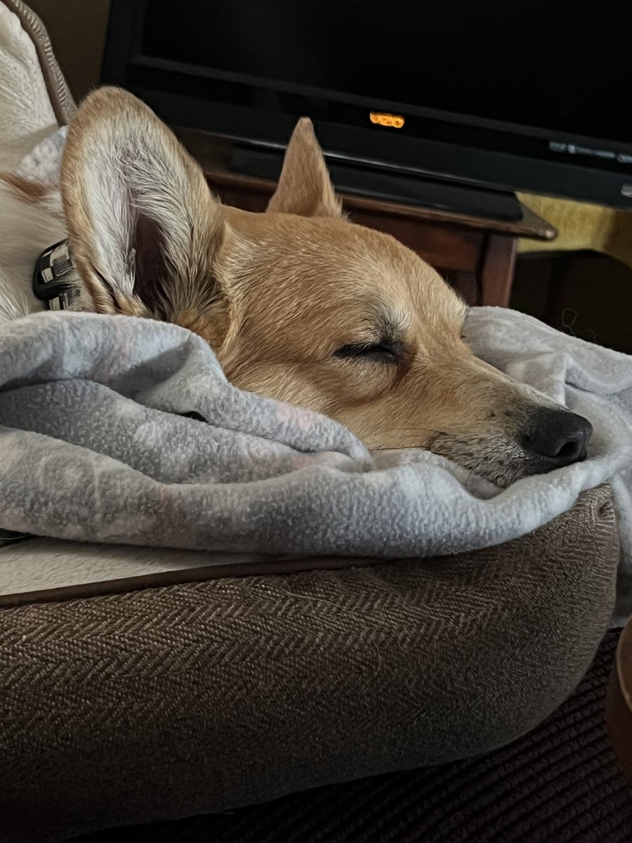 Allentown1711's tweet photo. I sat down to have coffee earlier & these two took an afternoon nap- #TurboB living life like a king 👑. #PoppyGandTurboB 🐾❤️🐾💙💫 @Thang_1_ https://t.co/umNQqyAhSS