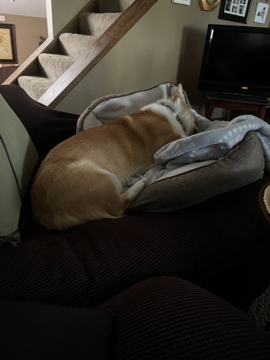 Allentown1711's tweet photo. I sat down to have coffee earlier & these two took an afternoon nap- #TurboB living life like a king 👑. #PoppyGandTurboB 🐾❤️🐾💙💫 @Thang_1_ https://t.co/umNQqyAhSS