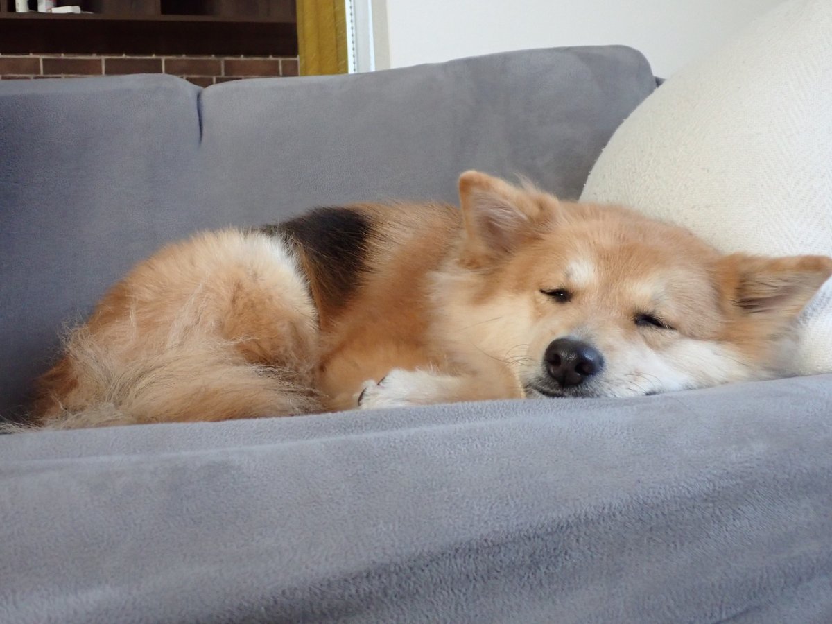犬のい 昔 トリビアの泉 で 飼い主が散歩中に 演技で 倒れたら雑種犬 は助けてくれるか っていう実験があって 結果は散々だったけど それは実は犬には匂いで演技だとすぐに分かっていたからかもしれない Twitter