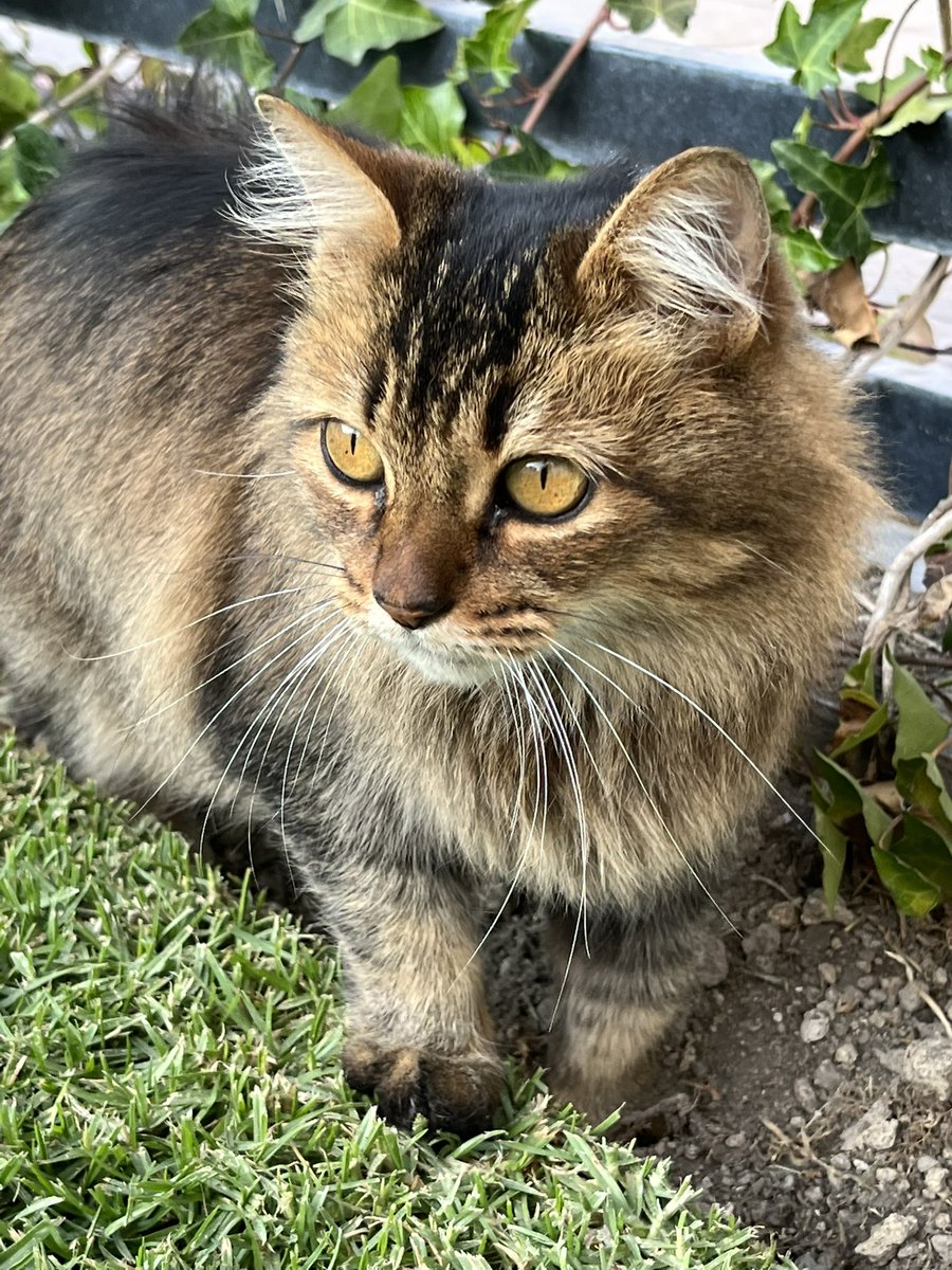 MounstrilioM's tweet photo. Amiwos, la Karen logró capturar a esta gatita que vivía en la calle, ya está desparasitada y tiene prueba de leucemia y sida felino negativa. Tiene aproximadamente 2 años.
Se da en adopción responsable en #Puebla con promesa de esterilización.
#Gatoenadopcion #AdoptaNoCompres https://t.co/Lj6cksyQGh