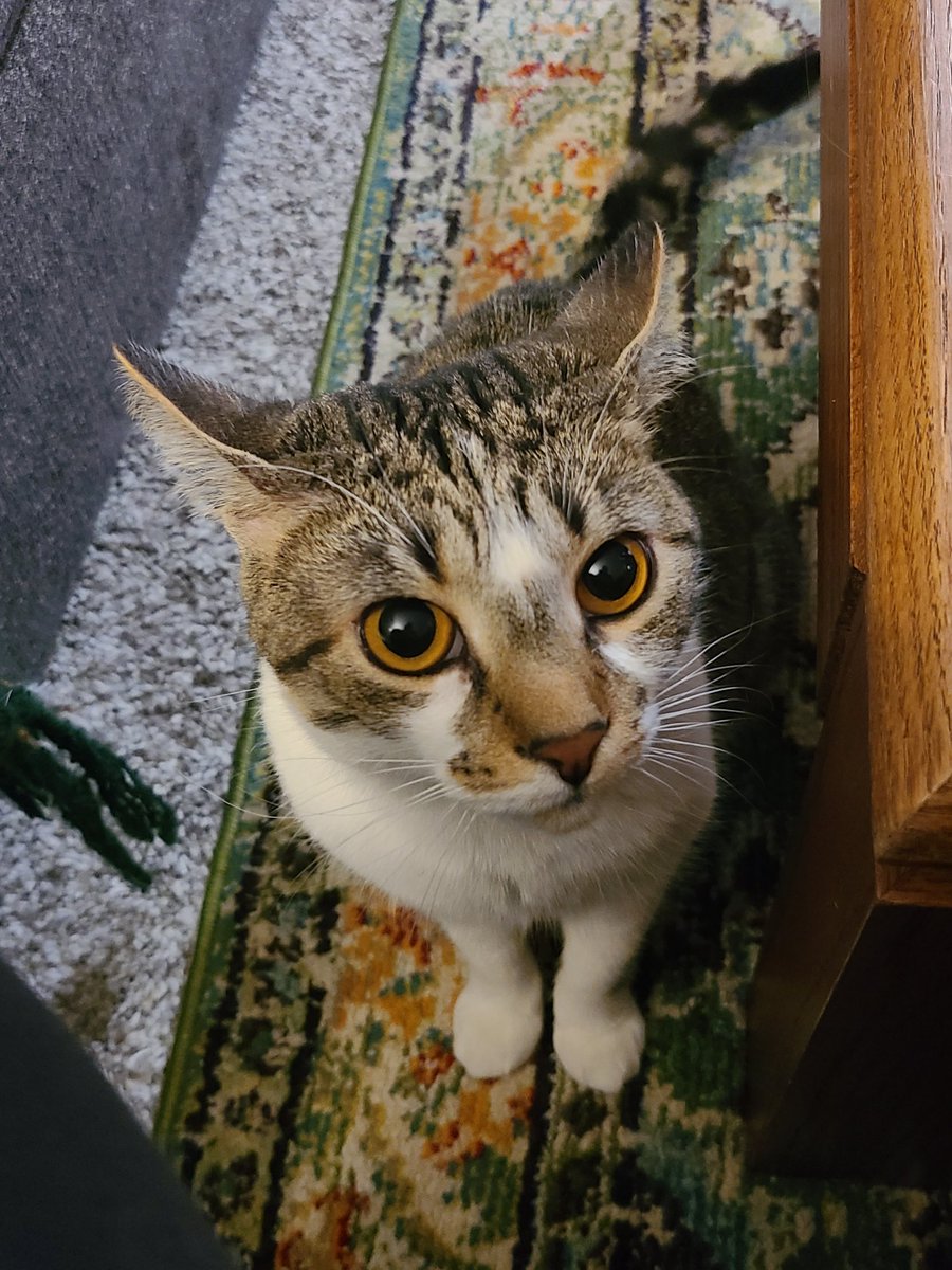 This is my seester Marlowe striking a pose. Her eyes match the carpet! #CatsOfTwitter