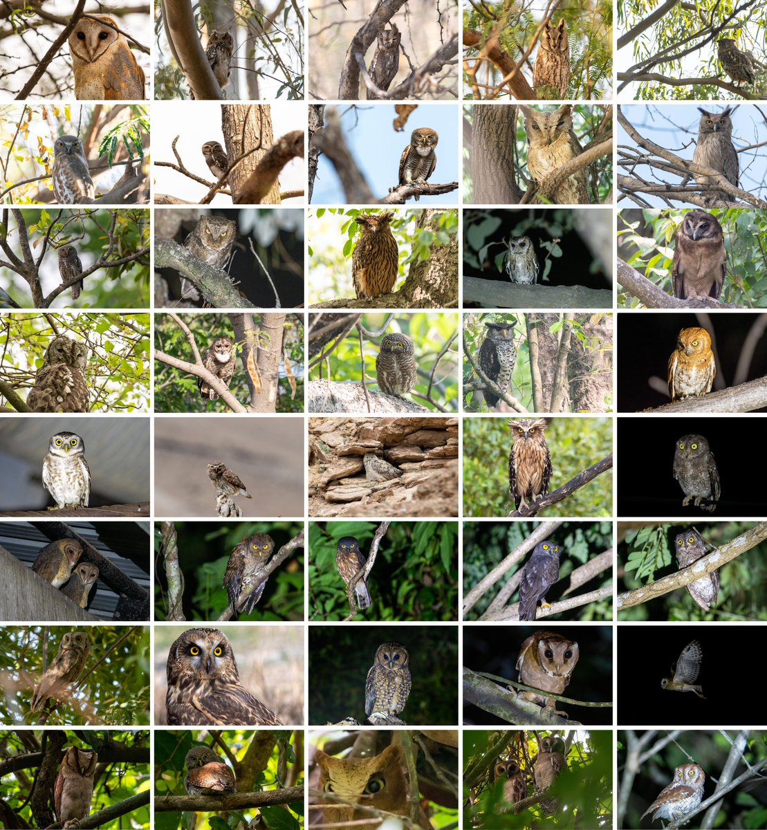 Author_Dhiraj's tweet photo. As part of a mission to write a book on the journey of owls search (to be used for charity for owls), I photographed all the owls in Indian subcontinent in 1 year - a record and journey of a lifetime! #IndiAves #nature #wildlife #birds #owls #photography #journey #natgeoindia https://t.co/H0JJVeKJHL
