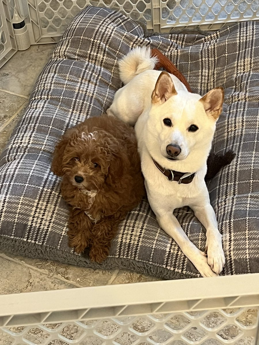 danricdel's tweet photo. My boys https://t.co/8i45sQGj78
