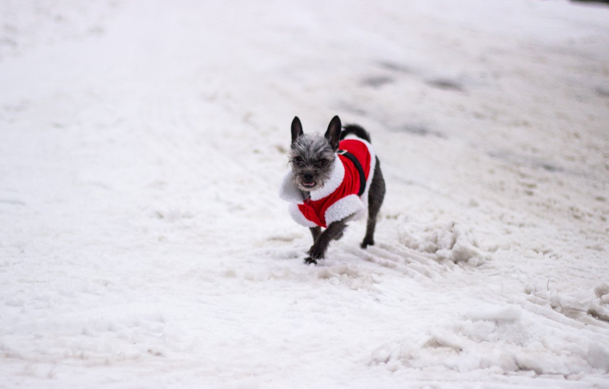 Out of the way! Casper is here♥️ #photography #christmas2022 
#dogoftheday #twitterdog #snow