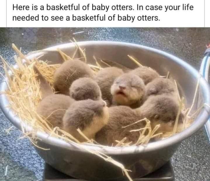 WholesomeMemes tweet media