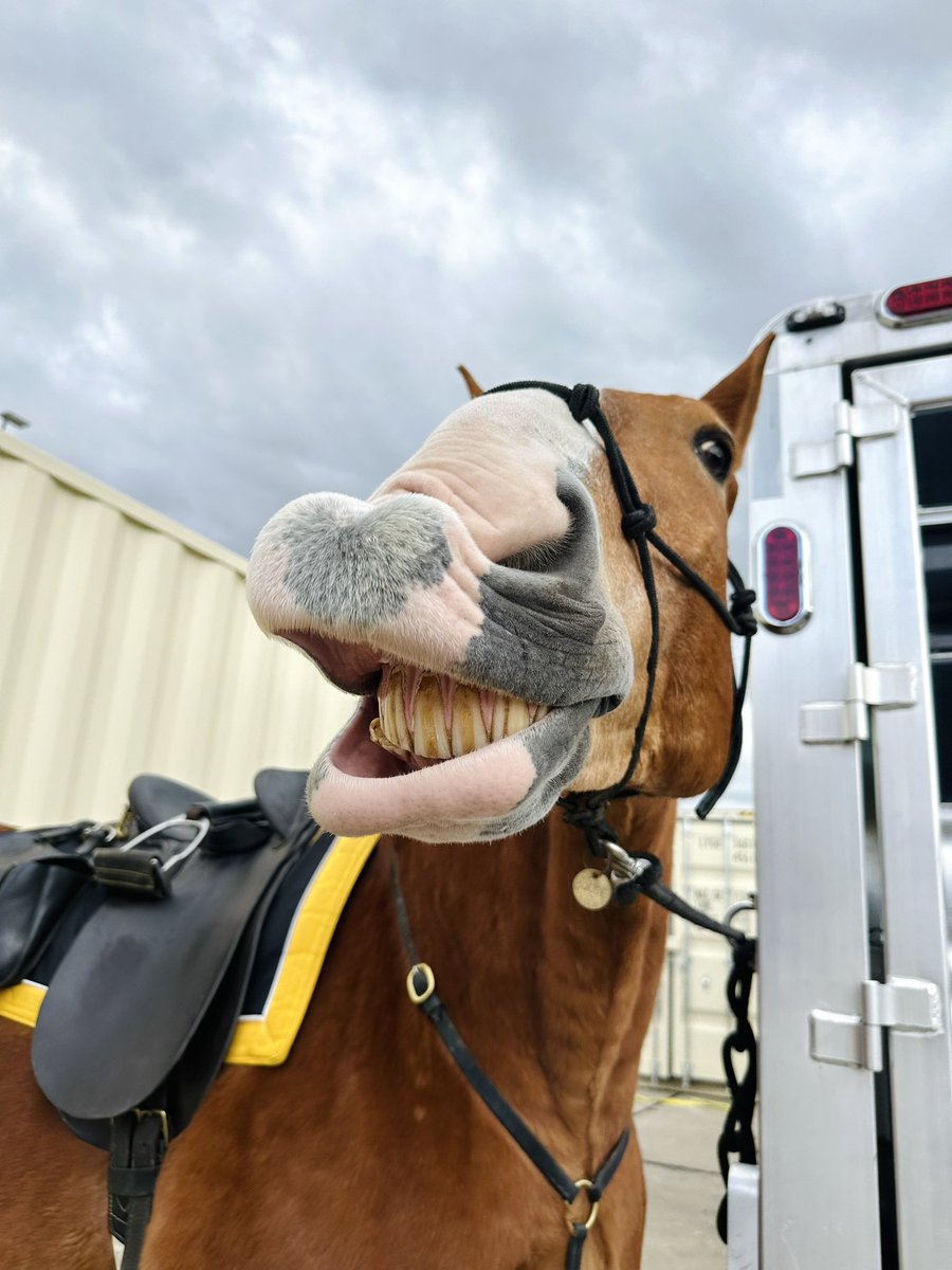 Dallas PD Tactical Support (@tacticaldpd) on Twitter photo Moose was all smiles today while getting to partake in Hero’s and Helpers at <a href="/Target/">Target</a> located at Cityplace Shopping Center in Dallas! Moose was all smiles today while getting to partake in Hero’s and Helpers at <a href="/Target/">Target</a> located at Cityplace Shopping Center in Dallas!