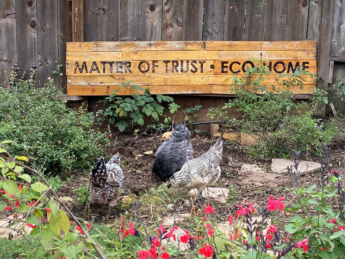 MatterOfTrust's tweet photo. Speckles, Sheba, Blanche enjoying the eco-home garden before the rains come. 🐔🌸 🌧
.
.
.
#matteroftrust #ecohome #chickens #ecofriendly #gardens #eco #sanfrancisco #California https://t.co/apnUgAGDsw