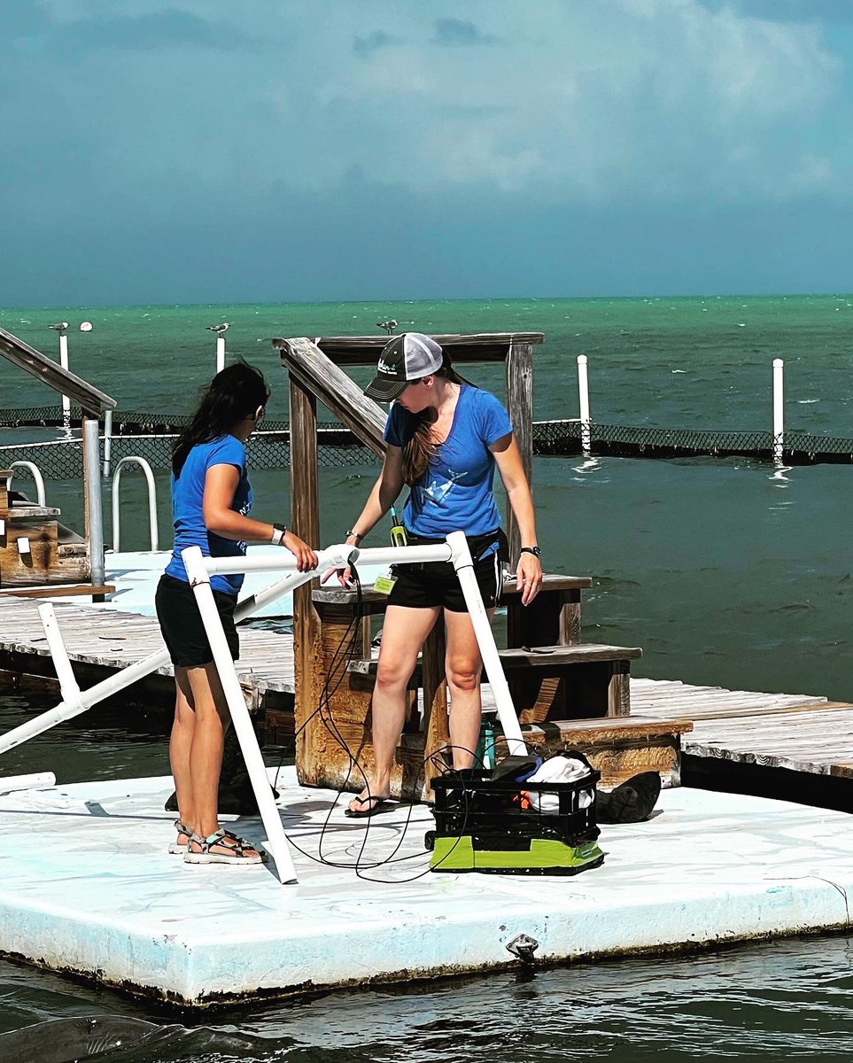 PhD student, Joclyn Villegas &amp; #c3polab lab members (Dr. Johnson, Katie, Trisha) collaborated with Dolphin Research Center, Grassy Key FL to complete #fieldwork for her dissertation. Her work aims to investigate #dolphin vocals that may be associated with positive emotion! 🐬🎶