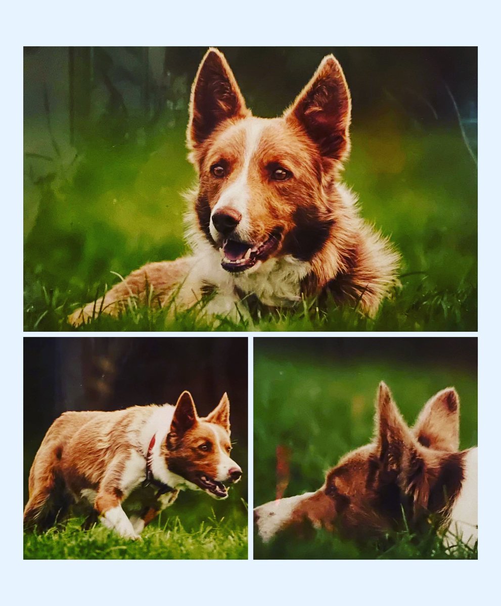 Jan Walton (Deva Durocs) tweet media