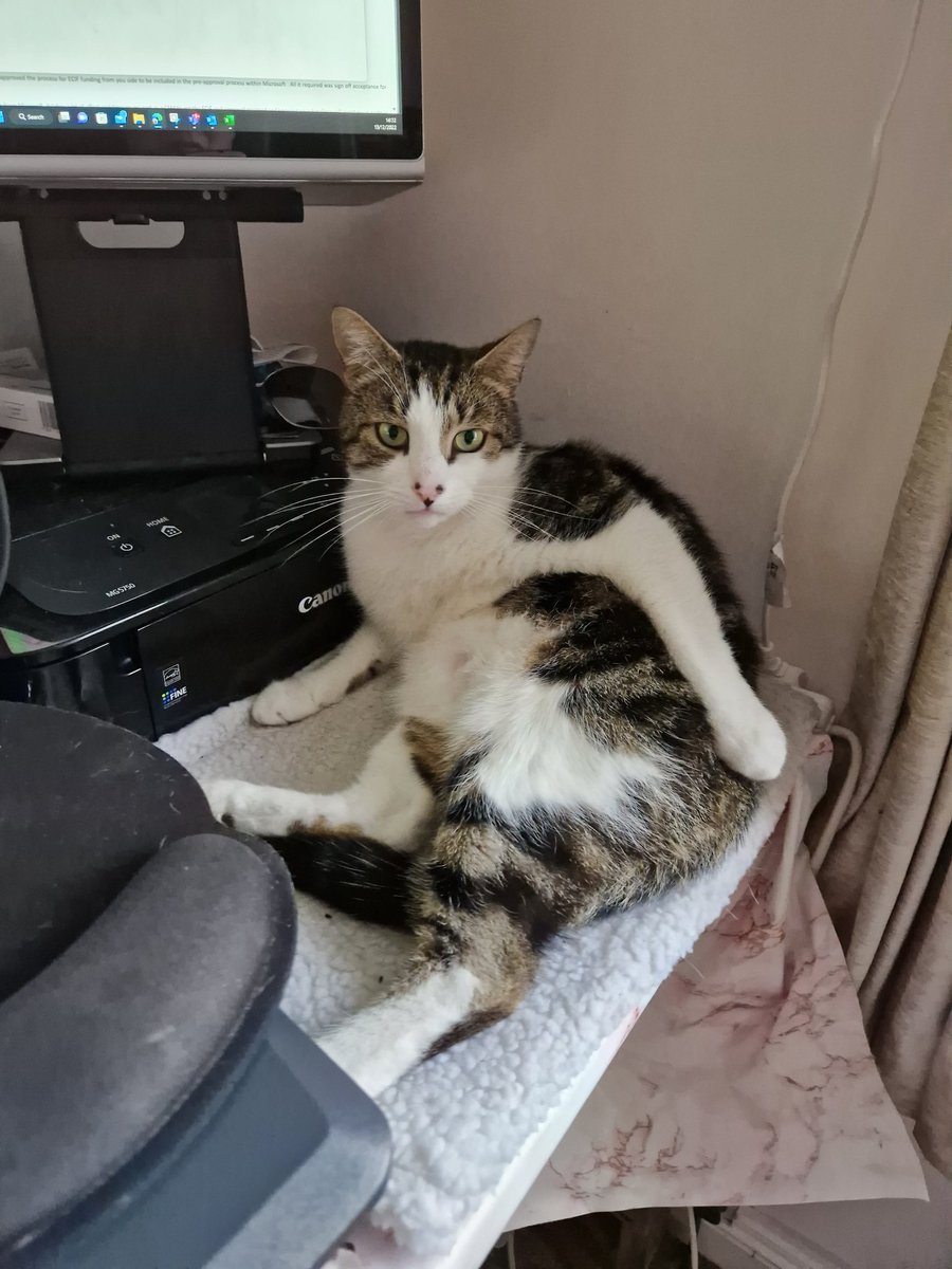 JanetHesterRobb's tweet image. My work colleague Toby get the feeling I should contact HR.