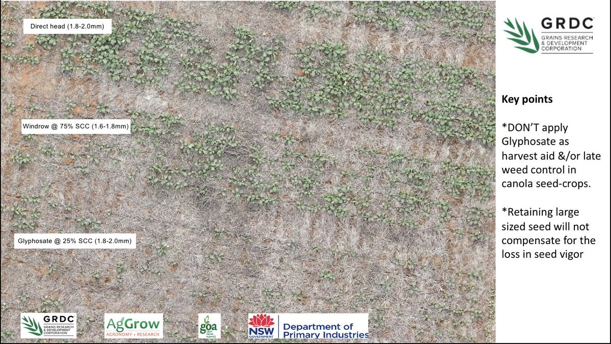 Ever wondered why you DONT apply glyphosate (as a harvest aid and/or late weed ctrl) to canola seed-crops? Next years crop establishment will be greatly reduced no matter how big the seed size is. #cantgradeyourselfoutoftrouble @GRDCNorth @NSWDPI_AGRONOMY