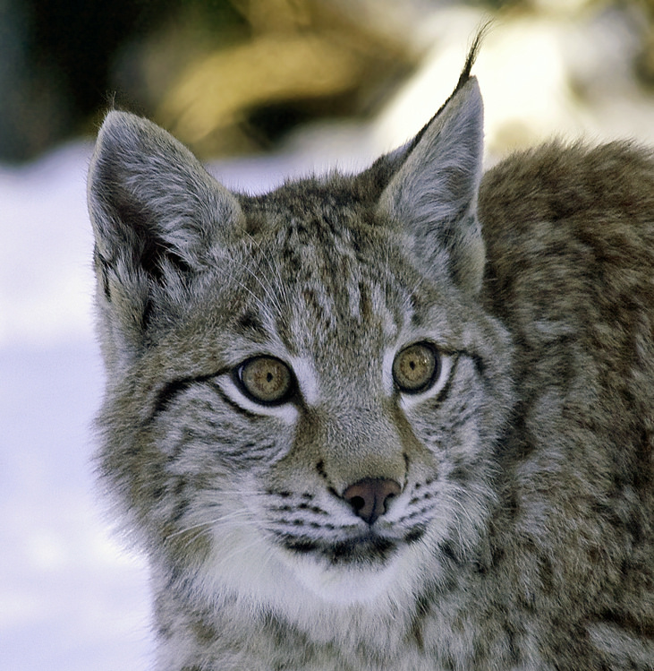 HourlyLynxes presents:
