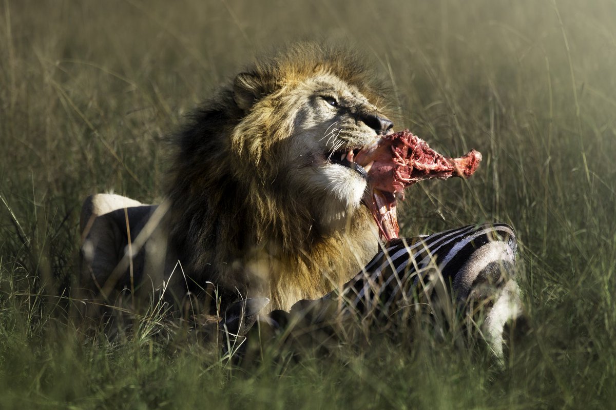 silkswati's tweet photo. Nature is mother of all fine art.

My genesis on Sloika
'Wrath of a King'.
Because it's survival of the fastest, in real or a wildlife. 

7/20 available
0.025E

https://t.co/R3m3ZNkaN5 https://t.co/bE2NWccP9u