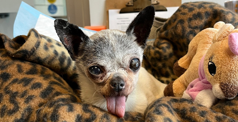BC_SPCA's tweet photo. This tiny senior dog was brought to the #BCSPCA after being found shivering in a box outside. Turns out she was a Vancouver families beloved Chihuahua, Delilah, who went missing from their back yard 3 years ago ❤For this heartwarming reunion story, visit: https://t.co/VvX8f2vTJo https://t.co/yZdd8294Dq