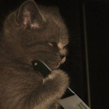 DontShowYourCat's tweet photo. shut the heck up https://t.co/4R4LzSgk2B