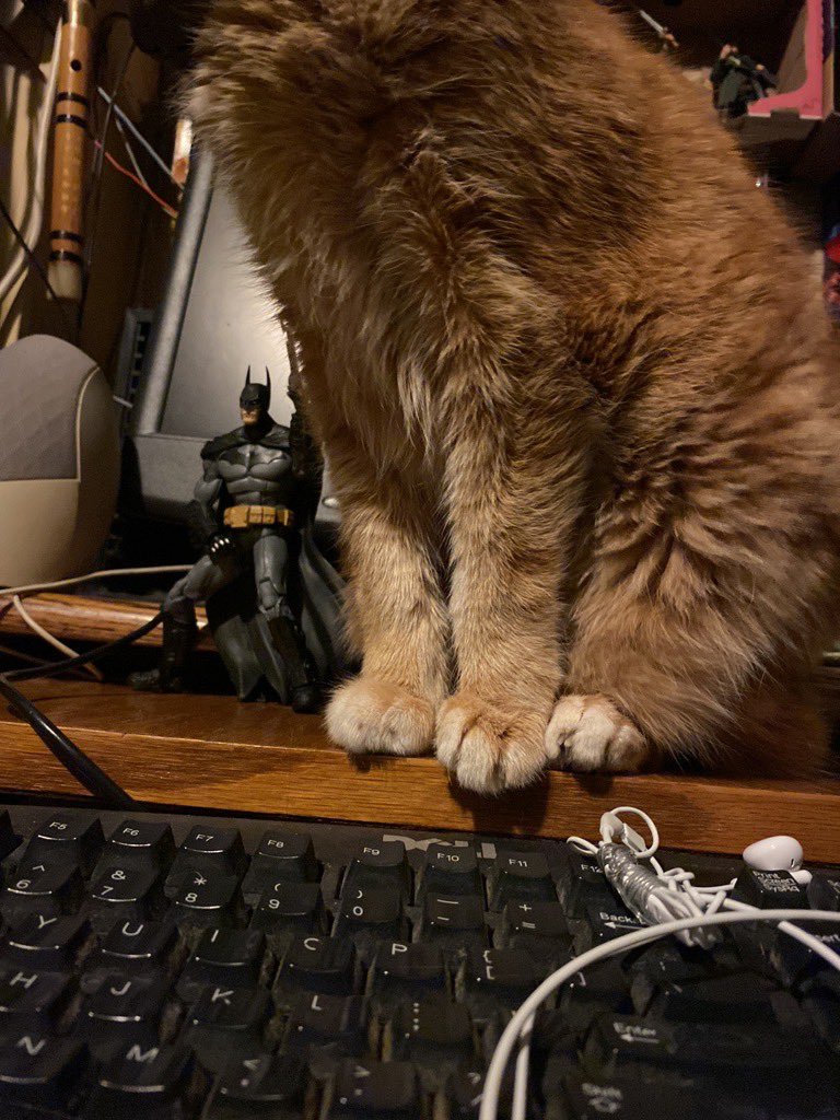 Johnnytiger1981's tweet photo. my #Cat is a #CameraWhore! During the making of #JohnnyTiger #Documentary , this cat has ruined more shots than anyone else. #Cute #Pets
#Cats https://t.co/oeGQwbpgjX