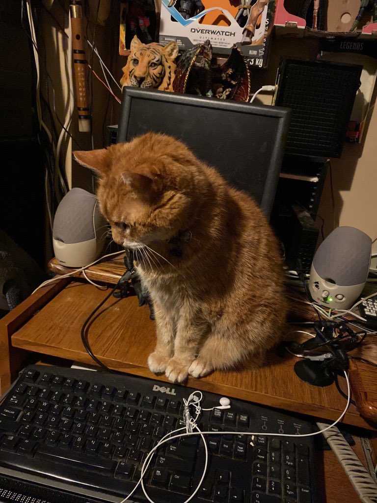 Johnnytiger1981's tweet photo. my #Cat is a #CameraWhore! During the making of #JohnnyTiger #Documentary , this cat has ruined more shots than anyone else. #Cute #Pets
#Cats https://t.co/oeGQwbpgjX