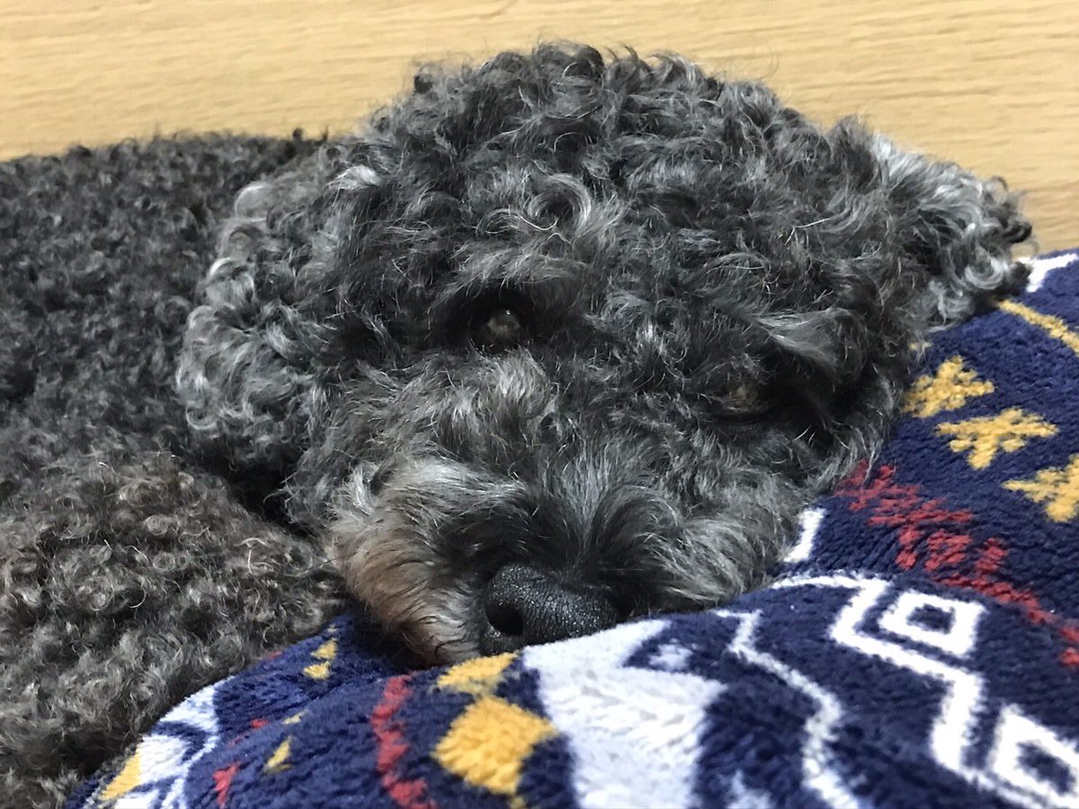 ウチのワンコの竹炭君(^^)